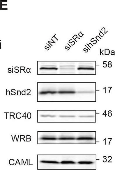 Fig.3.E showing Western Blotting in a Homo sapiens (Human) sample from the publication: Multiple pathways facilitate the biogenesis of mammalian tail-anchored proteins.