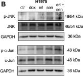 Phospho-c-Jun (Ser63) (E6I7P) XP® Rabbit mAb | Cell