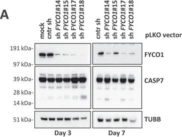 Fig.2.A showing Western Blotting in a Homo sapiens (Human) sample from the publication: The autophagic protein FYCO1 controls TNFRSF10/TRAIL receptor induced apoptosis and is inactivated by CASP8 (caspase 8).