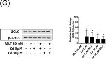 Fig.3.G showing Western Blotting from the publication: Melatonin modulates Nrf2 activity to protect porcine pre-pubertal Sertoli cells from the abnormal H2 O2 generation and reductive stress effects of cadmium.