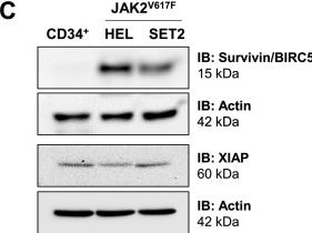 Fig.1.C showing Western Blotting in a Homo sapiens (Human) sample from the publication: The survivin/XIAP suppressant YM155 impairs clonal growth and induces apoptosis in JAK2V617F cells.
