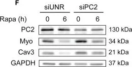 Fig.2.F showing Western Blotting in a Mus musculus (House mouse) sample from the publication: Polycystin-2 Is Required for Starvation- and Rapamycin-Induced Atrophy in Myotubes.