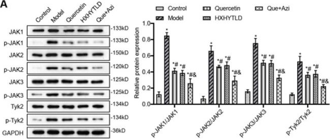 Fig.7.A showing Western Blotting in a Rattus norvegicus (Rat) sample from the publication: Quercetin of huoxuehuayu tongluo decoction and azithromycin combination therapy effectively improves rat tubal factor infertility by inhibiting inflammation.
