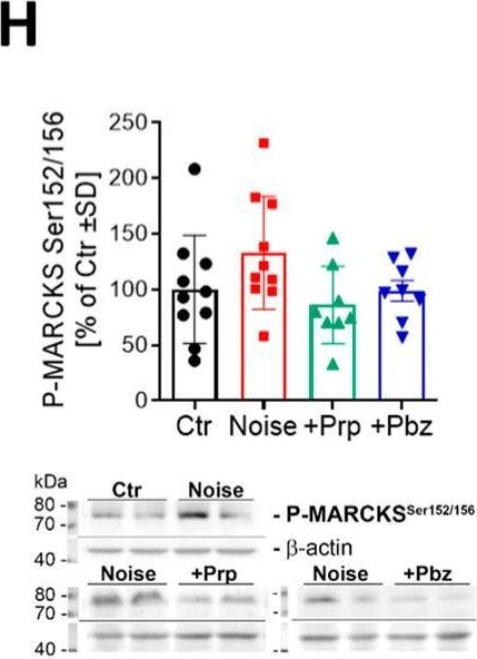 Fig.6.H showing Western Blotting from the publication: Interventions by Cardiovascular Drugs Against Aircraft Noise-Induced Cardiovascular Oxidative Stress and Damage.