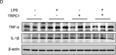 Fig.3.D showing Western Blotting in a Mus musculus (House mouse) sample from the publication: Role of TRPC1 in the pathogenesis of depression induced by traumatic brain injury.