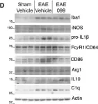 Fig.2.D showing Western Blotting in a Mus musculus (House mouse) sample from the publication: The Mixed-Lineage Kinase Inhibitor URMC-099 Protects Hippocampal Synapses in Experimental Autoimmune Encephalomyelitis.