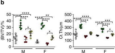 Fig.5.B from the publication: The WNT1G177C mutation specifically affects skeletal integrity in a mouse model of osteogenesis imperfecta type XV.