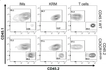 Fig.4.B showing Flow cytometry/Cell sorting in a Mus musculus (House mouse) sample from the publication: Cx3cr1 controls kidney resident macrophage heterogeneity.