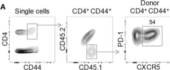 Fig.1.A showing Flow cytometry/Cell sorting from the publication: Correlates of Follicular Helper Bias in the CD4 T Cell Response to a Retroviral Antigen.