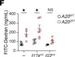 Fluorescein isothiocyanate-dextran average mol wt 4,000, FITC