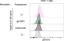 Fig.7.B showing Flow cytometry/Cell sorting in a Homo sapiens (Human) sample from the publication: Inherited ARPC5 mutations cause an actinopathy impairing cell motility and disrupting cytokine signaling.