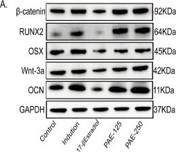 Fig.5.A showing Western Blotting from the publication: Pilose Antler Protein Extract Alleviates Osteoporosis and Is Associated with Activation of the Wnt/β-Catenin Signaling Pathway.