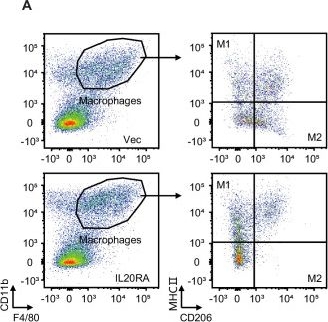 Fig.3.A showing Flow cytometry/Cell sorting from the publication: A systematic CRISPR screen reveals an IL-20/IL20RA-mediated immune crosstalk to prevent the ovarian cancer metastasis.