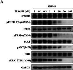 Fig.5.A showing Western Blotting in a Homo sapiens (Human) sample from the publication: 2H-pyrazolo[3,4-d]pyrimidin-4-amine derivatives as novel selective fibroblast growth factor receptor 2 (FGFR2) inhibitors.