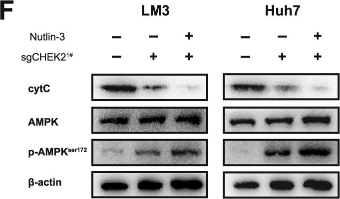 Fig.5.F showing Western Blotting from the publication: CHEK2 knockout is a therapeutic target for TP53-mutated hepatocellular carcinoma.