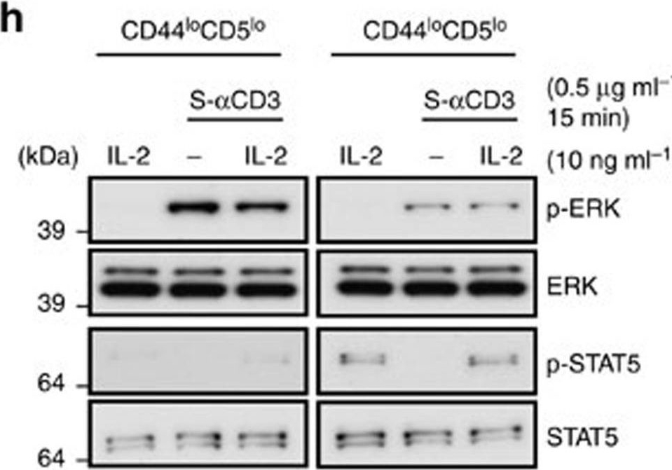 Fig.1.H showing Western Blotting from the publication: CD45-mediated control of TCR tuning in naïve and memory CD8+ T cells.