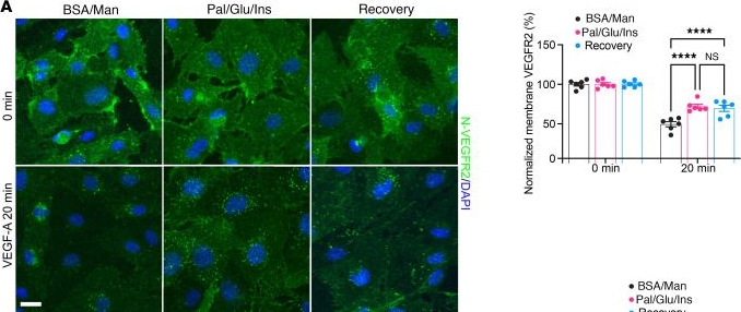 Fig.8.A showing Immunocytochemistry-immunofluorescence from the publication: Diet-induced obesity promotes endothelial cell desensitization to VEGF-A and permanent islet vessel dysfunction in mice.