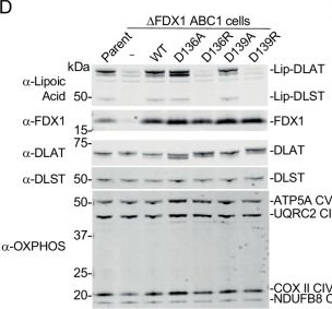 Fig.3.D showing Western Blotting in a Homo sapiens (Human) sample from the publication: Deep Mutational Scanning of FDX1 Identifies Key Structural Determinants of Lipoylation and Cuproptosis.