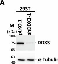 Fig.7.A showing Western Blotting from the publication: DDX3 is critical for female fertility via translational control in oogenesis.