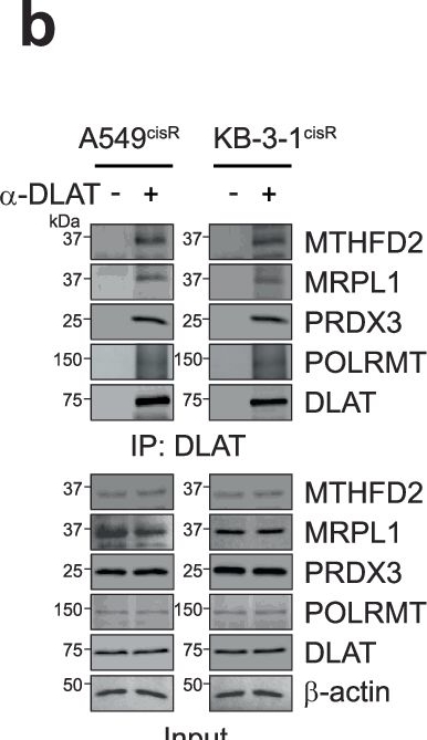 Fig.4.B showing Western Blotting from the publication: Non-canonical dihydrolipoyl transacetylase promotes chemotherapy resistance via mitochondrial tetrahydrofolate signaling.
