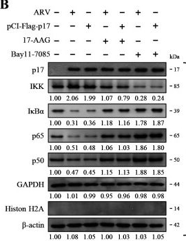 Fig.6.B showing Western Blotting from the publication: The oncolytic avian reovirus p17 protein triggers chaperone-mediated autophagy by modulating Hsp90 and the T-complex protein-1 ring complex chaperones and co-chaperones to activate the IKK/NF-κB signaling.