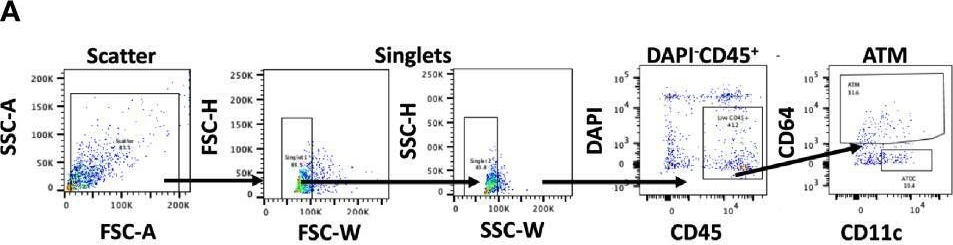 Fig.1.A showing Flow cytometry/Cell sorting from the publication: Monocyte Trafficking and Polarization Contribute to Sex Differences in Meta-Inflammation.