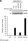 Fig.3.A showing Western Blotting from the publication: Tumor suppressive function of Matrin 3 in the basal-like breast cancer.
