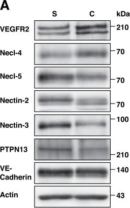 Fig.2.A showing Western Blotting from the publication: The Cell Adhesion Molecule Necl-4/CADM4 Serves as a Novel Regulator for Contact Inhibition of Cell Movement and Proliferation.