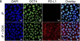 Fig.2.E showing Immunocytochemistry-immunofluorescence in a Homo sapiens (Human) sample from the publication: Protecting Stem Cell Derived Pancreatic Beta-Like Cells From Diabetogenic T Cell Recognition.