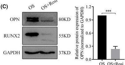 Fig.6.C showing Western Blotting in a Homo sapiens (Human) sample from the publication: SUN1 inhibits osteogenesis and promotes adipogenesis of human adipose-derived stem cells by regulating α-tubulin and CD36 expression.
