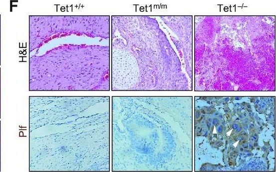 Fig.1.F showing Immunohistochemistry in a Mus musculus (House mouse) sample from the publication: The DNA dioxygenase Tet1 regulates H3K27 modification and embryonic stem cell biology independent of its catalytic activity.