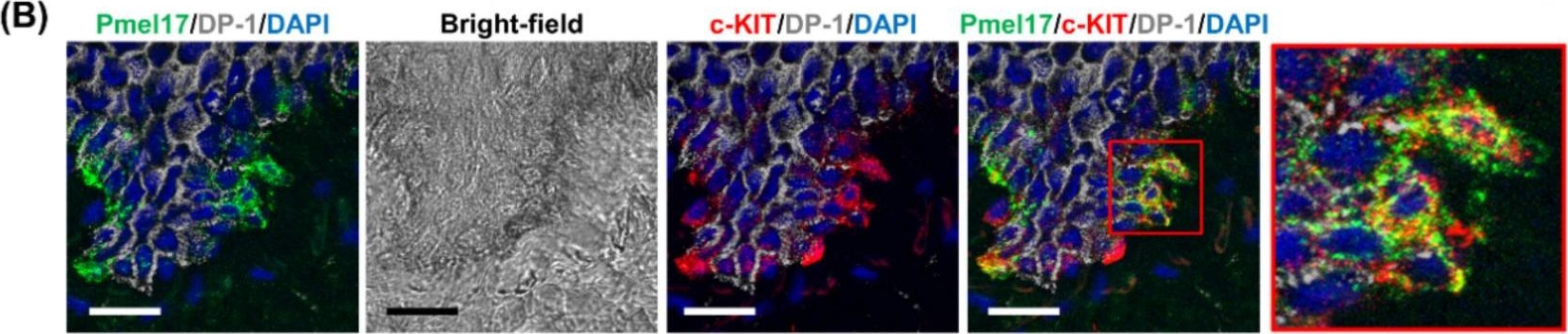 A Novel Method for Visualizing Melanosome and Melanin Distribution in Human Skin Tissues.