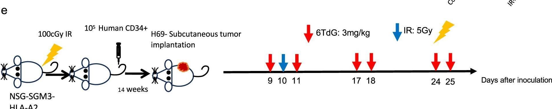 Fig.7.E from the publication: A telomere-targeting drug depletes cancer initiating cells and promotes anti-tumor immunity in small cell lung cancer.