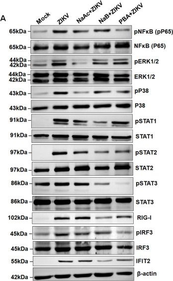 Fig.3.A showing Western Blotting from the publication: Short-chain fatty acids butyrate and acetate limit Zika virus replication and associated ocular manifestations via the G-protein coupled receptor 43/FFAR2.