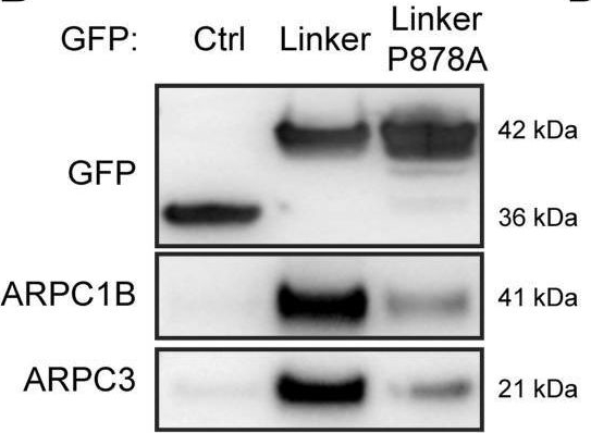 Fig.1.B showing Western Blotting in a Homo sapiens (Human) sample from the publication: Vinculin-Arp2/3 interaction inhibits branched actin assembly to control migration and proliferation.