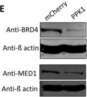 Fig.1.E showing Western Blotting in a Homo sapiens (Human) sample from the publication: Polyphosphate as a novel regulator of super-enhancer complexes: disruption of phase separation and gene expression.