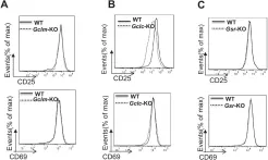 Fig.2.A showing Flow cytometry/Cell sorting in a Mus musculus (House mouse) sample from the publication: Glutathione de novo synthesis but not recycling process coordinates with glutamine catabolism to control redox homeostasis and directs murine T cell differentiation.