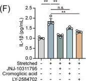 Fig.6.F from the publication: Macrophage piezo1 senses mechanical force to drive osteoclastogenesis via ZBP1: Implications for bone remodelling therapy.