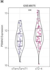 Fig.4.H showing Flow cytometry/Cell sorting from the publication: Integrative analysis of the PSMA family identifies PSMA6 as an adverse prognostic biomarker promoting bladder cancer cell proliferation.