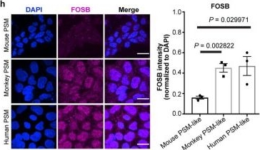 Fig.7.H showing Immunocytochemistry-immunofluorescence in a Mus musculus (House mouse) sample from the publication: Primate gastrulation and early organogenesis at single-cell resolution.