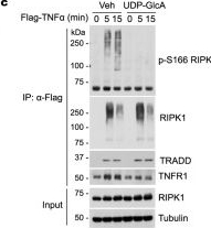 Fig.5.C showing Western Blotting from the publication: UDP-glucuronate metabolism controls RIPK1-driven liver damage in nonalcoholic steatohepatitis.