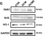 Fig.9.G showing Western Blotting in a Rattus norvegicus (Rat) sample from the publication: Aerobic exercise inhibits oxidative stress and improves diabetic cardiomyopathy in rats by activating the PROC/PAR1/Nrf2/HO-1 signaling pathway.