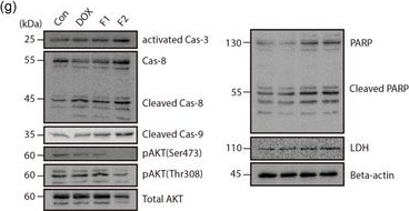 Fig.3.G showing Western Blotting in a Homo sapiens (Human) sample from the publication: Targeted Nanocomplex Delivery for Protecting Vascular Integrity and Enhancing Anticancer Effects in Hepatocellular Carcinoma.
