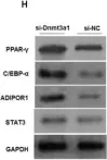 Fig.6.H showing Western Blotting from the publication: A Novel Dnmt3a1 Transcript Inhibits Adipogenesis.
