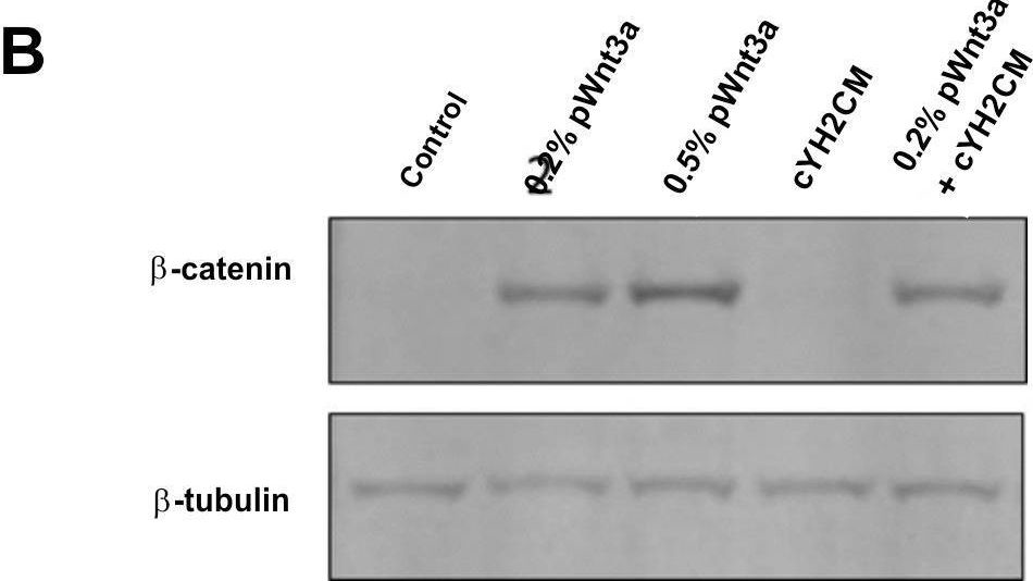 Fig.6.B showing Western Blotting from the publication: Colon organoid formation and cryptogenesis are stimulated by growth factors secreted from myofibroblasts.