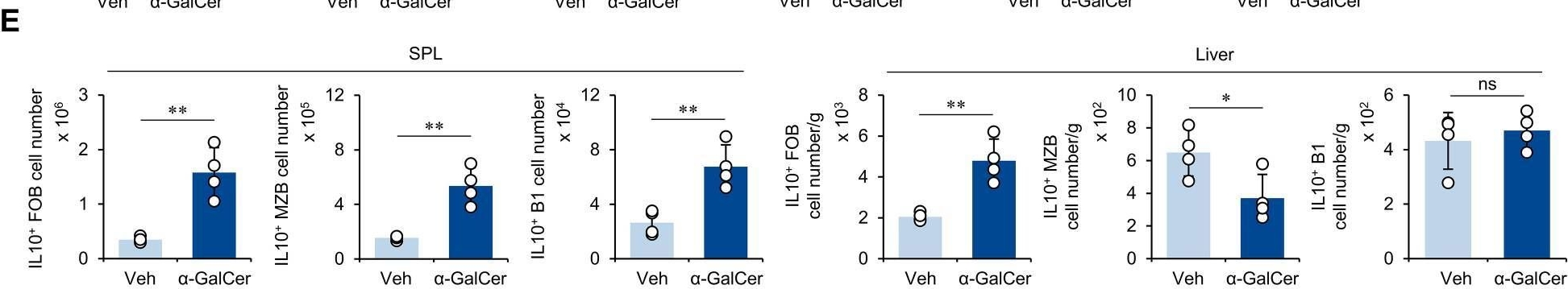 Fig.5.E from the publication: The iNKT cell ligand α-GalCer prevents murine septic shock by inducing IL10-producing iNKT and B cells.