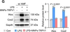 Fig.3.G showing Western Blotting in a Mus musculus (House mouse) sample from the publication: Bifunctional TRPV1 Targeted Magnetothermal Switch to Attenuate Osteoarthritis Progression.