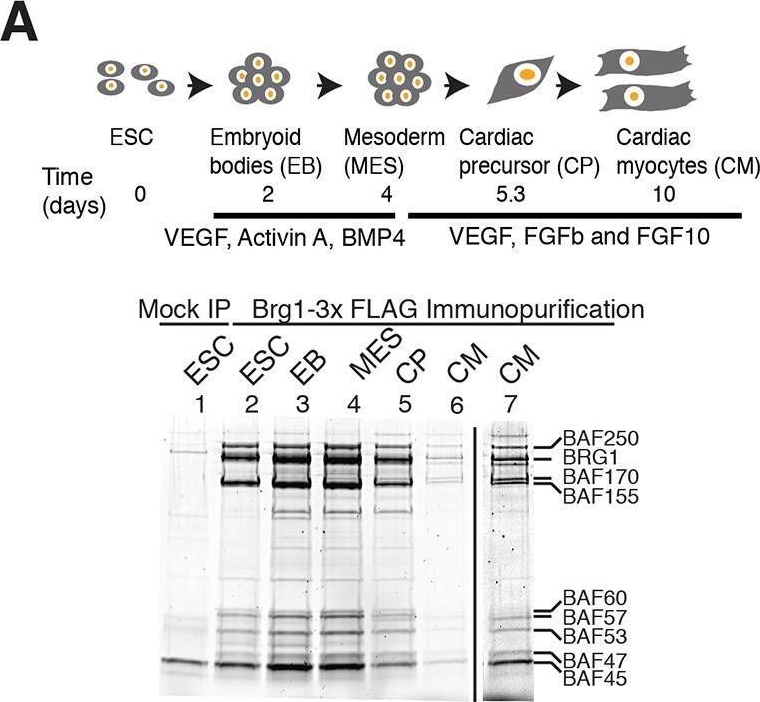 Fig.2.A showing Western Blotting in a Mus musculus (House mouse) sample from the publication: Dynamic BAF chromatin remodeling complex subunit inclusion promotes temporally distinct gene expression programs in cardiogenesis.