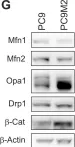 Fig.1.G showing Western Blotting from the publication: Inhibition of the mitochondria-shaping protein Opa1 restores sensitivity to Gefitinib in a lung adenocarcinomaresistant cell line.