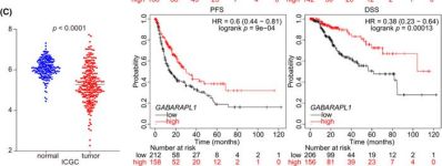 GABARAPL1 (D5R9Y) XP® Rabbit mAb | Cell Signaling Technology